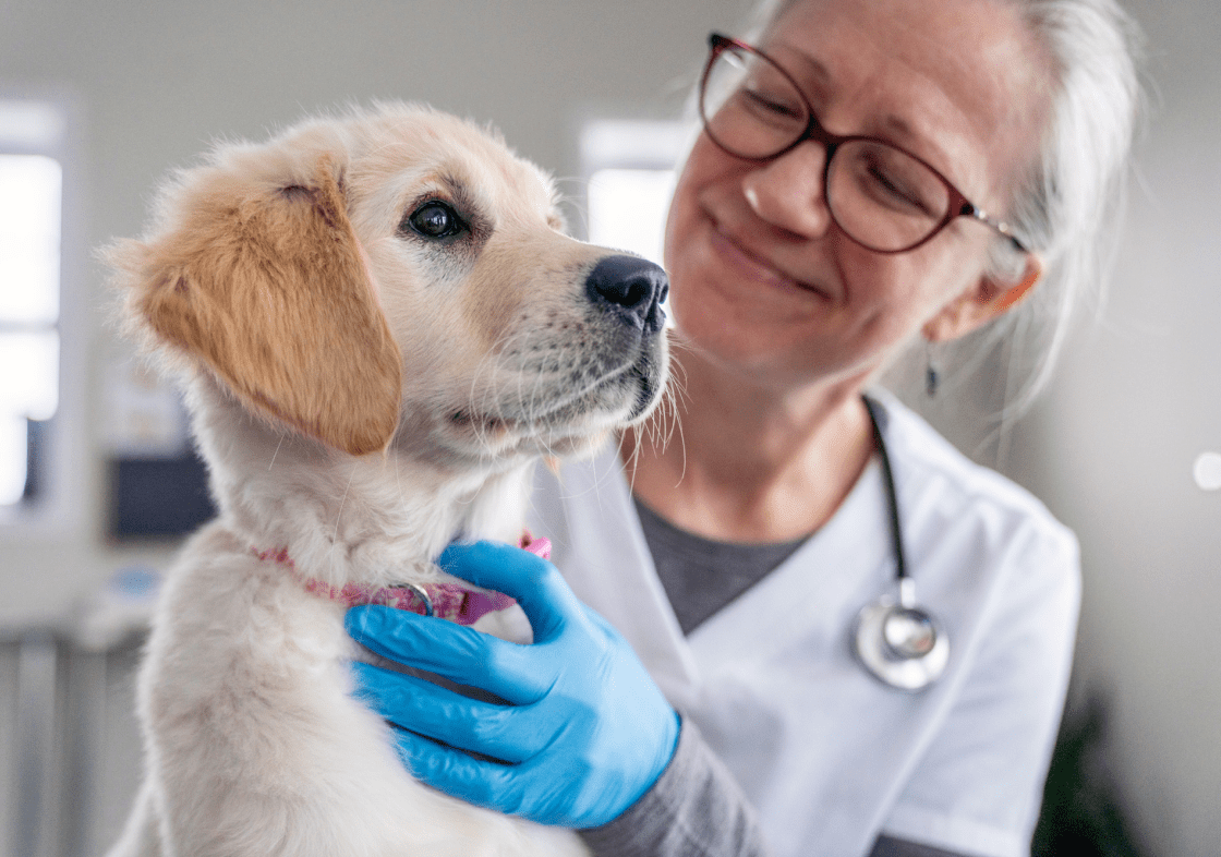 smiling vet holding puppy