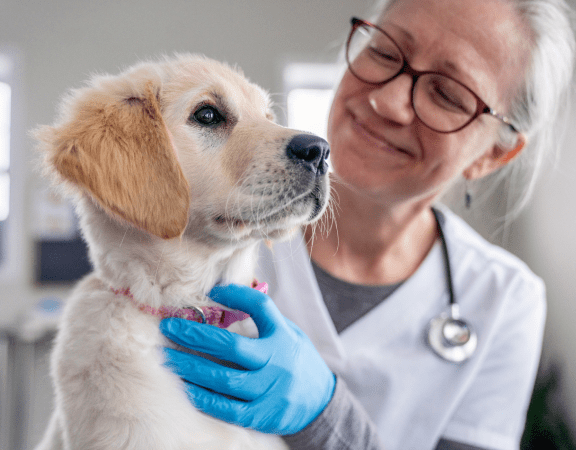 Vet smiling at puppy